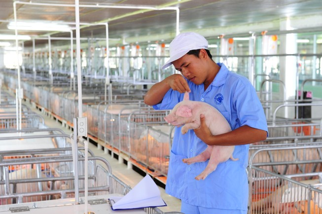 Bị 'vạ lây' vì người nuôi heo lỗ, phá sản