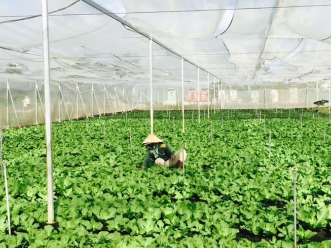 Rau Cần Giuộc, hương vị đặc biệt được ưa chuộng