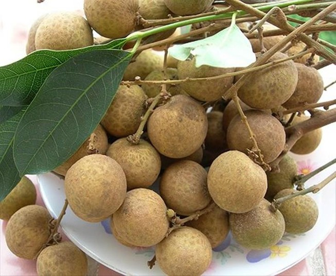 'Giấy thông hành' cho trái nhãn Việt vào Úc