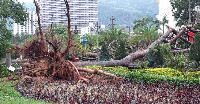 Bão số 5 tàn phá nhiều công trình ở Quy Nhơn