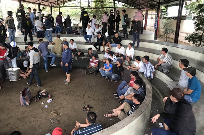 Phá điểm đá gà ăn tiền lớn ở Phú Yên