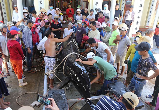 Cá voi hơn 1 tấn dạt vào bờ biển Nha Trang