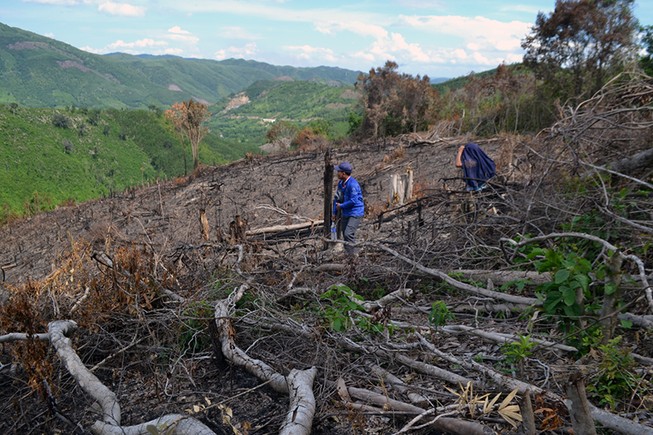 Thủ tướng yêu cầu kiểm tra thông tin việc phá rừng ở Phú Yên