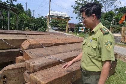Bảo vệ rừng để lâm tặc ngang nhiên đốn hạ hơn 100 m3 gỗ quý