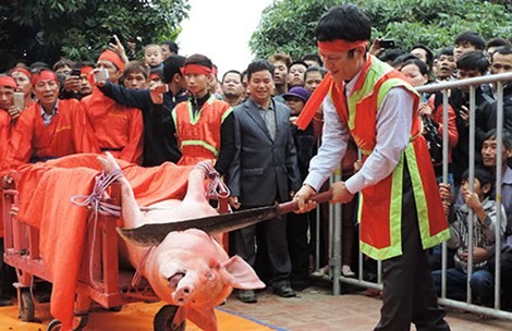 Có nên cố giữ lễ hội văn hóa bị cho là 'tàn nhẫn'?