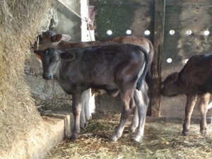 Xử phạt một cơ sở giết mổ bê lậu