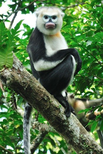 Vingroup công bố Chương trình Bảo tồn Động vật Vinpearl Safari