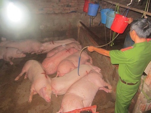 Heo bị tiêm thuốc an thần cho thịt đỏ hơn