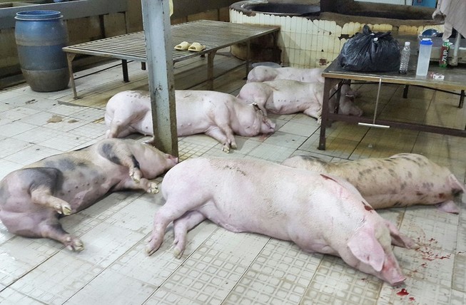 Phát hiện 624 con heo bụng no nước, chân đi không vững