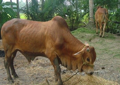 Người phụ nữ bị bò hàng xóm húc tử vong