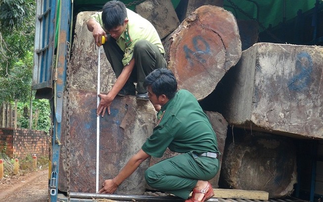 Biên phòng nổ súng bắt 5 xe chở hơn 50 m3 gỗ lậu