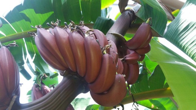 Cây chuối đỏ gây sốt có gì đặc biệt?