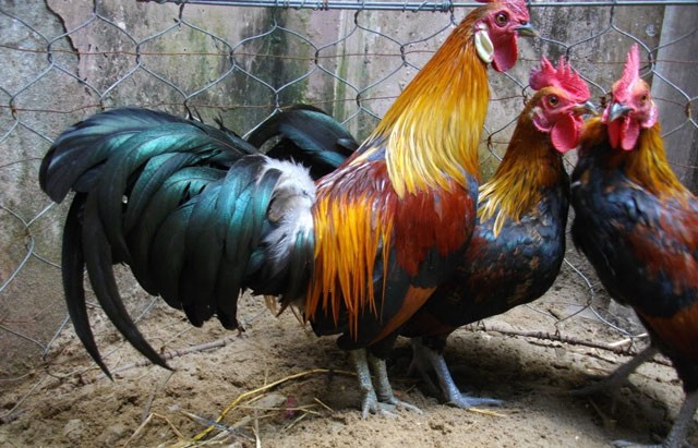 Tranh cãi quyết liệt vụ 3 con gà đi lạc