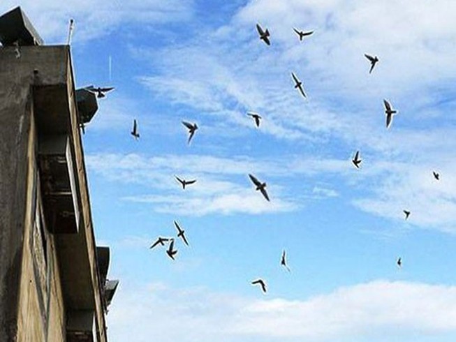 Bến Tre tạm thời ngưng xây mới, mở rộng nuôi chim yến