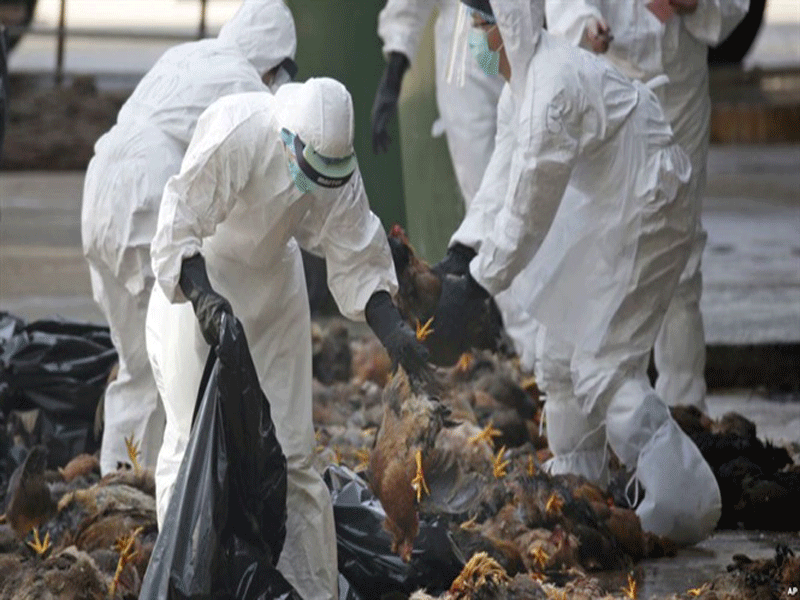 Xuất hiện ổ dịch cúm gia cầm H5N6 đầu tiên tại Bến Tre