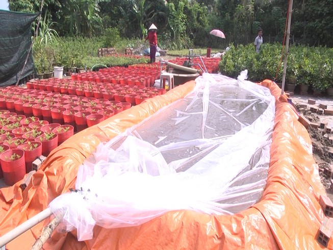 Vương quốc hoa kiểng tết bị nước mặn bủa vây
