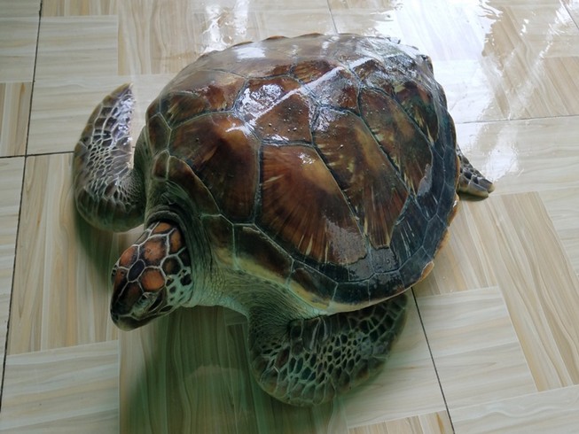 Thả con vích nặng 14,5 kg mắc lưới ngư dân