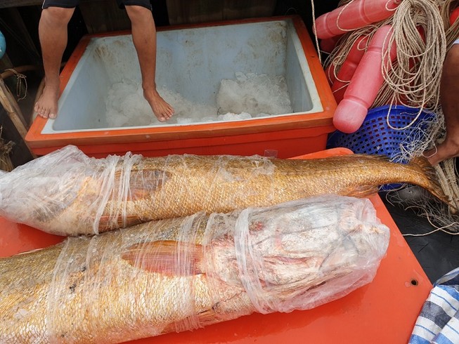 Ngư dân Cà Mau bắt được cặp cá sủ vàng 70 kg