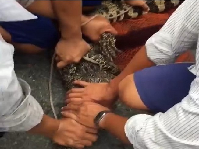 Mưa ngập lụt, dân Cà Mau bắt được hai con cá sấu sổng chuồng