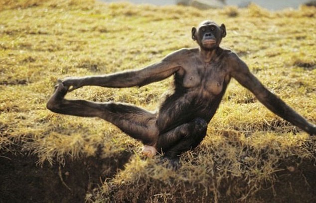 Cùng thư giãn với những động tác yoga 'siêu chuẩn' của loài vật - ảnh 3 Cùng thư giãn với những động tác yoga 'siêu chuẩn' của loài vật - ảnh 3