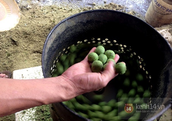 Chà vỏ sấu, kiếm bạc triệu mỗi ngày - ảnh 6