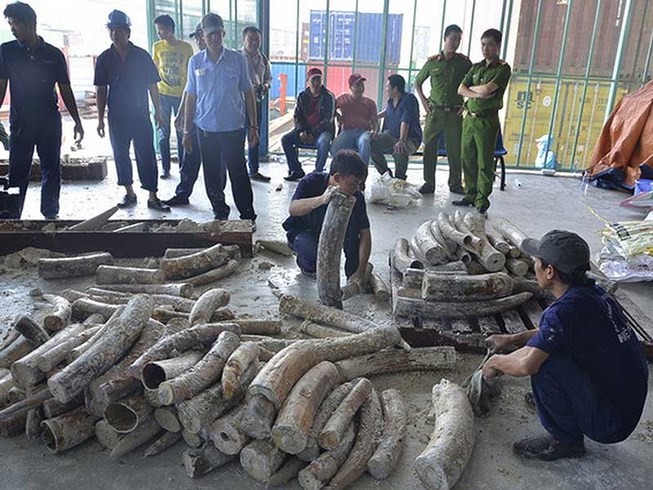 Tạm đình chỉ 4 vụ buôn lậu ngà voi vì hết hạn điều tra - ảnh 1