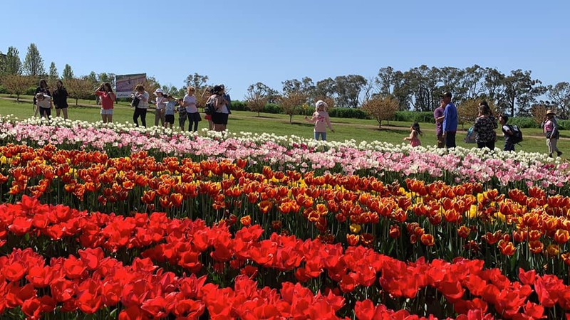 Khám phá lễ hội hoa tuylip Tesselaar độc đáo ở Úc - ảnh 6