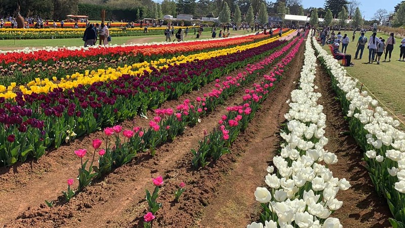 Khám phá lễ hội hoa tuylip Tesselaar độc đáo ở Úc - ảnh 11