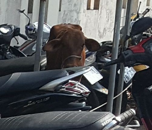 Công an huyện Phú Quốc tạm giam... 2 con bò - Ảnh 2. Công an huyện Phú Quốc tạm giam... 2 con bò - Ảnh 2.
