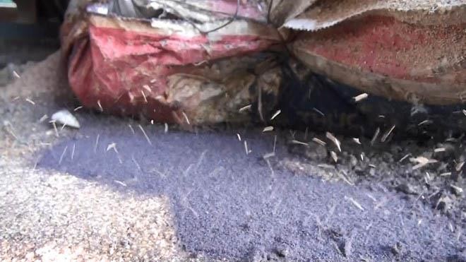 Đã xác định côn trùng tấn công người dân ở Phú Yên