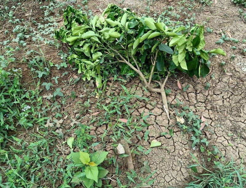 Vườn bưởi hơn 2 tỉ đồng ở Đồng Nai bị chắt phá trong đêm