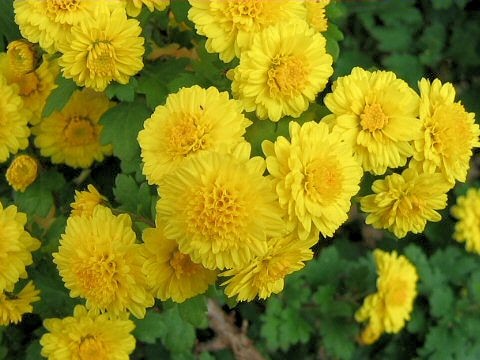 bo-hoa-chan-tinh-flowerbi-y-nghia