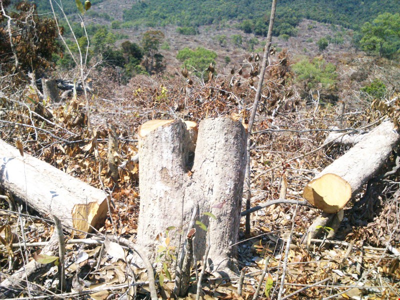 Phú Yên: Phá rừng đặc dụng không thể cho hưởng án treo - ảnh 1