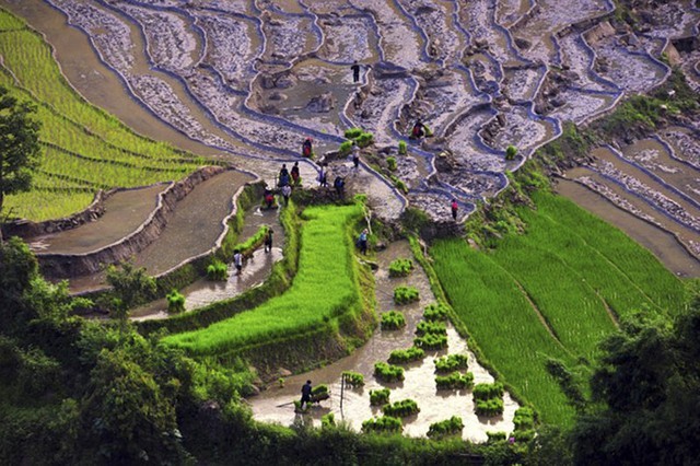 Nhộn nhịp ngày mùa ở Y Tý (Lào Cai)