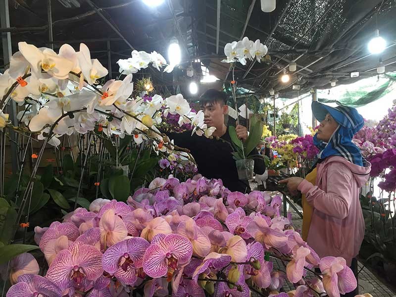 Hoa tết Việt Nam thắng đậm hoa Trung Quốc - ảnh 1