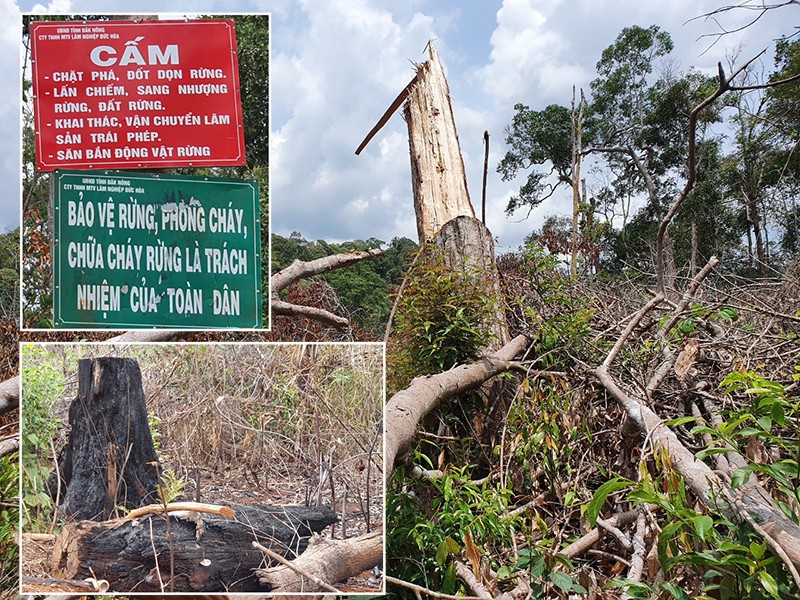 Hàng ngàn hecta rừng bị phá để làm rẫy - ảnh 1
