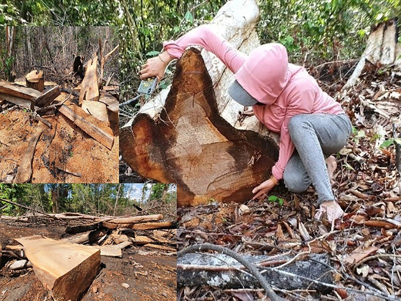 ‘Đại công xưởng’ phá rừng ở Gia Lai - ảnh 1