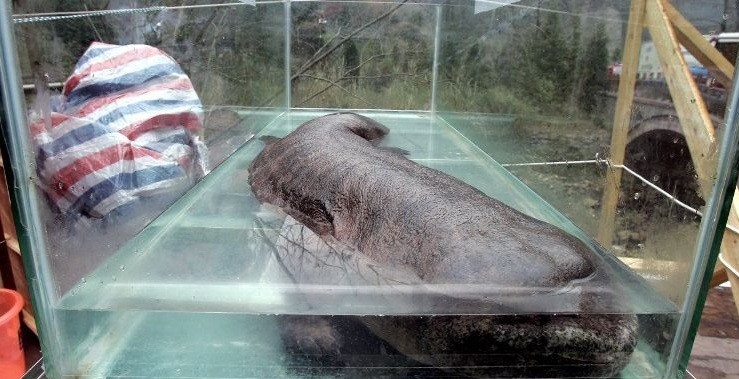 Sa thải cảnh sát trưởng đãi tiệc bằng thịt động vật quý hiếm - ảnh 1