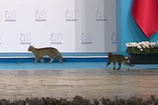 Mèo 'đột nhập' hội nghị G20, chiếm sân khấu nguyên thủ - ảnh 2