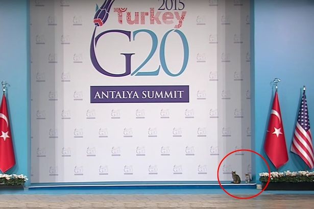 Mèo 'đột nhập' hội nghị G20, chiếm sân khấu nguyên thủ - ảnh 3