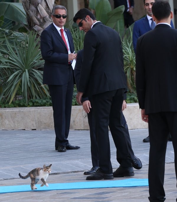 Mèo 'đột nhập' hội nghị G20, chiếm sân khấu nguyên thủ - ảnh 1
