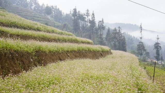 Đến Bắc Hà ngắm tam giác mạch nở muộn - ảnh 2