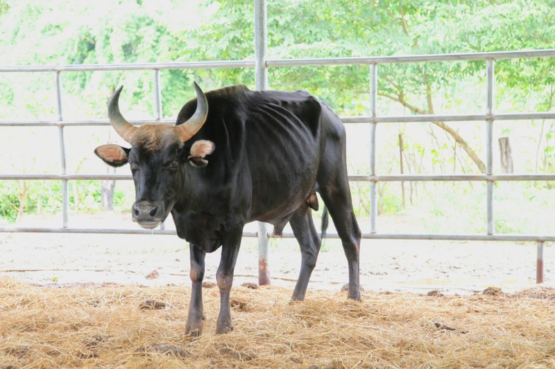 Khi đàn bò tót lai ở Ninh Thuận được đổi chủ  - ảnh 3