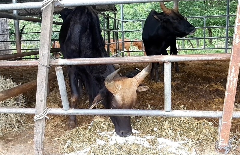 Khi đàn bò tót lai ở Ninh Thuận được đổi chủ  - ảnh 2