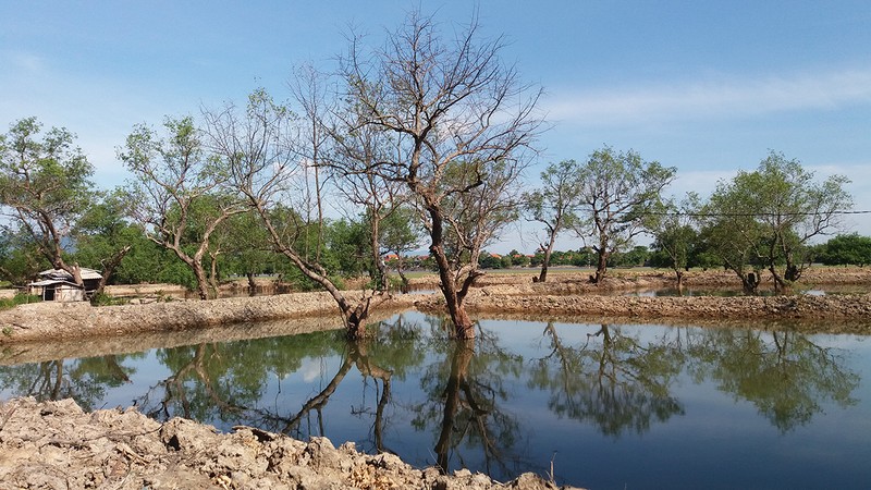 Rừng bần trăm tuổi bị đào, phá nham nhở - ảnh 1