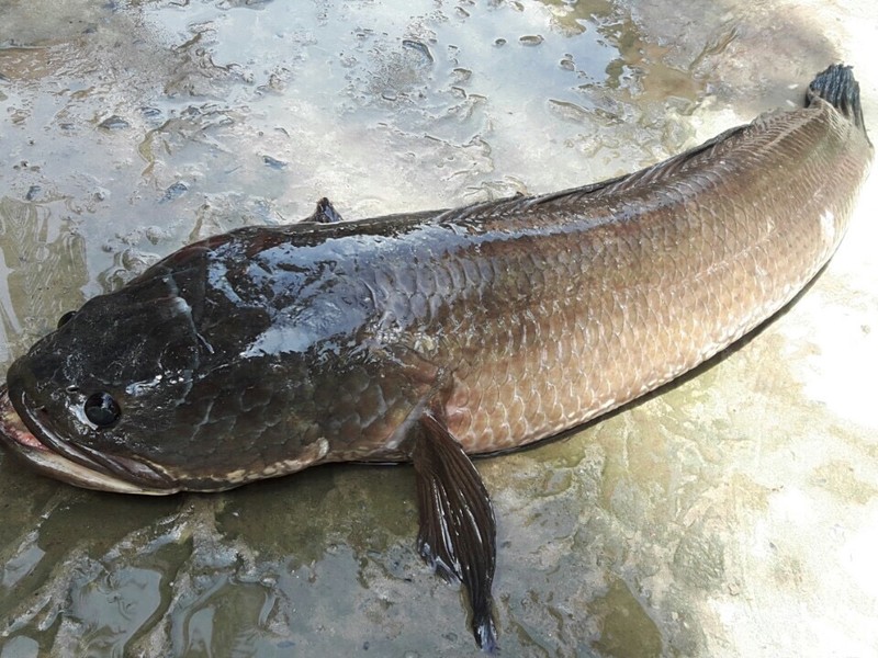 Cá lóc đồng gần 7 kg (ảnh CTV)