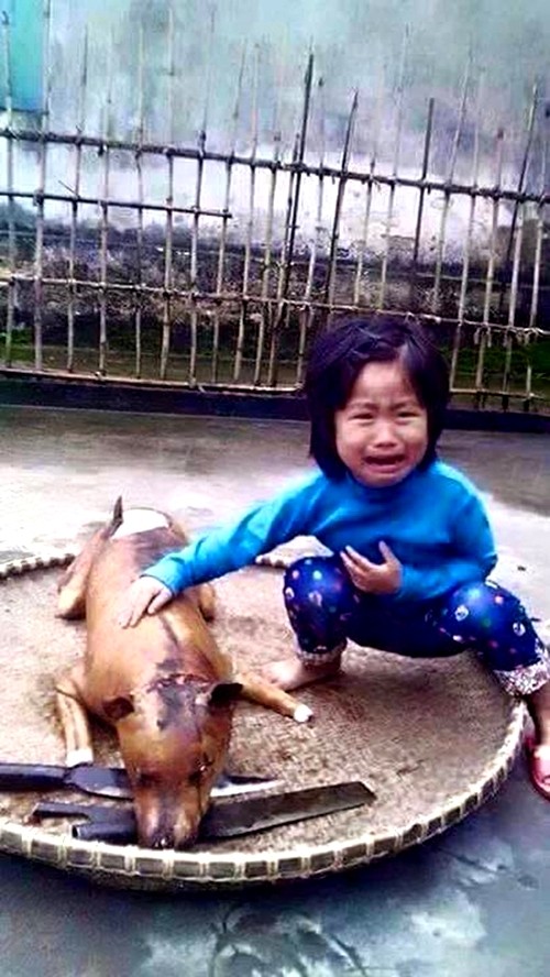 Câu chuyện xúc động về bức ảnh “cô bé khóc bên chú chó bị giết thịt“ - ảnh 1