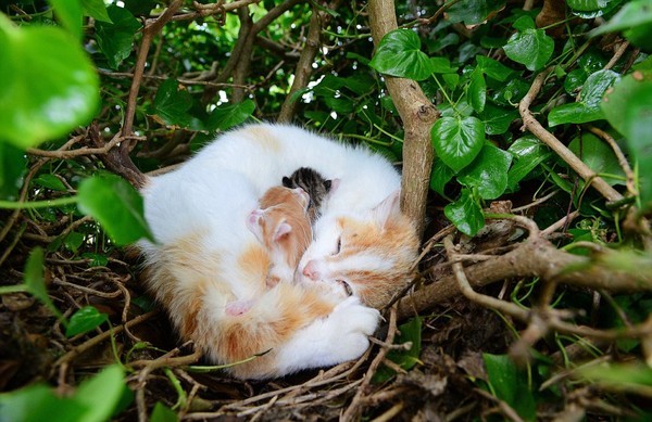 Kỳ lạ mèo đẻ con trong chiếc tổ chim trên cây | Thư giãn | PLO