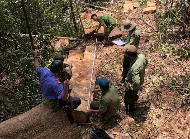 11 người phá rừng tại Đắk Nông khai do gia đình khó khăn - ảnh 1