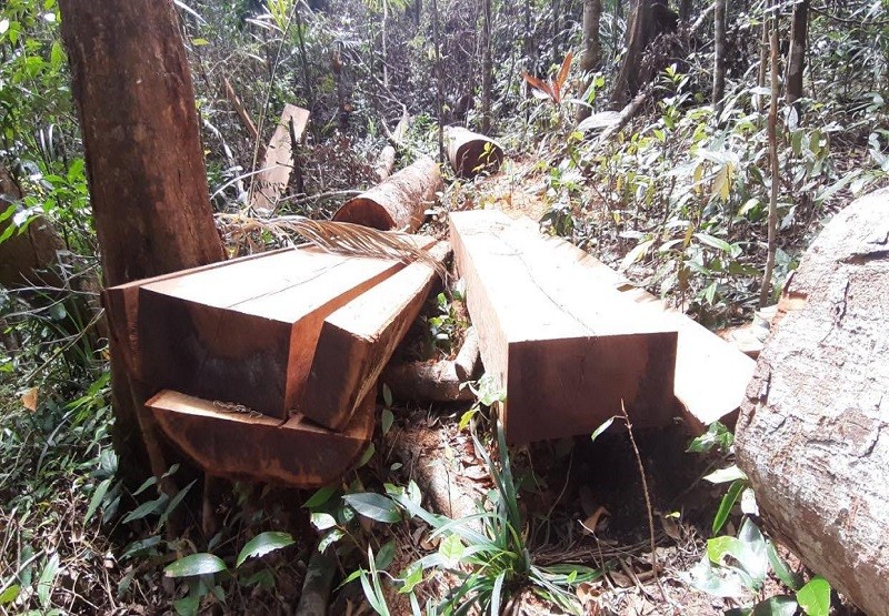 Phát hiện một vụ phá rừng quy mô lớn ở Gia Lai  - ảnh 2